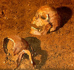 Bislang wurden sechs menschliche Schädel entdeckt.